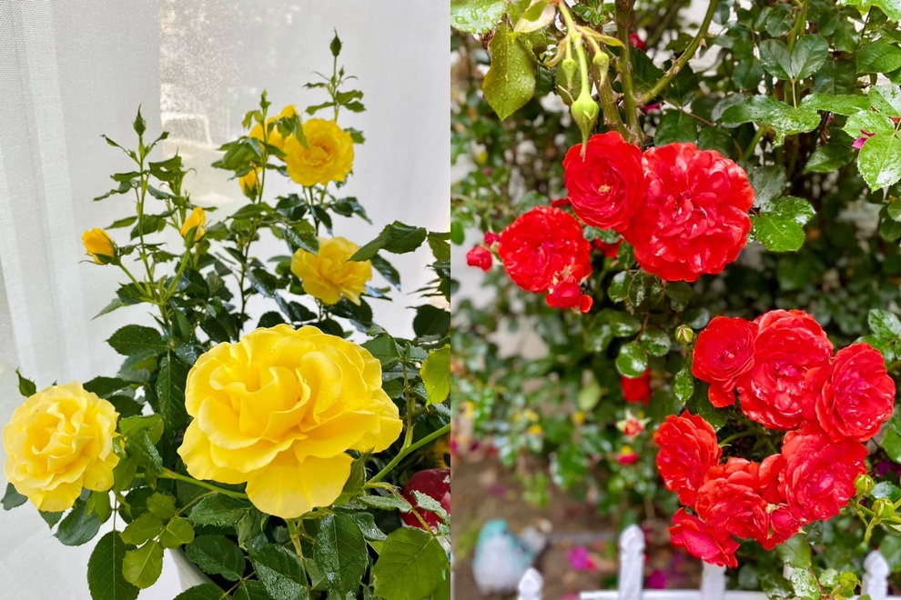 Cựu giảng viên trường Y làm khu vườn lưu giữ hương vị Việt trên đất Mỹ - 7 Cựu giảng viên trường Y làm khu vườn lưu giữ hương vị Việt trên đất Mỹ - 7