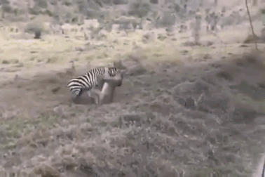 Ngoạm trúng cổ ngựa vằn, sư tử háu đói vẫn thảm bại ê chề