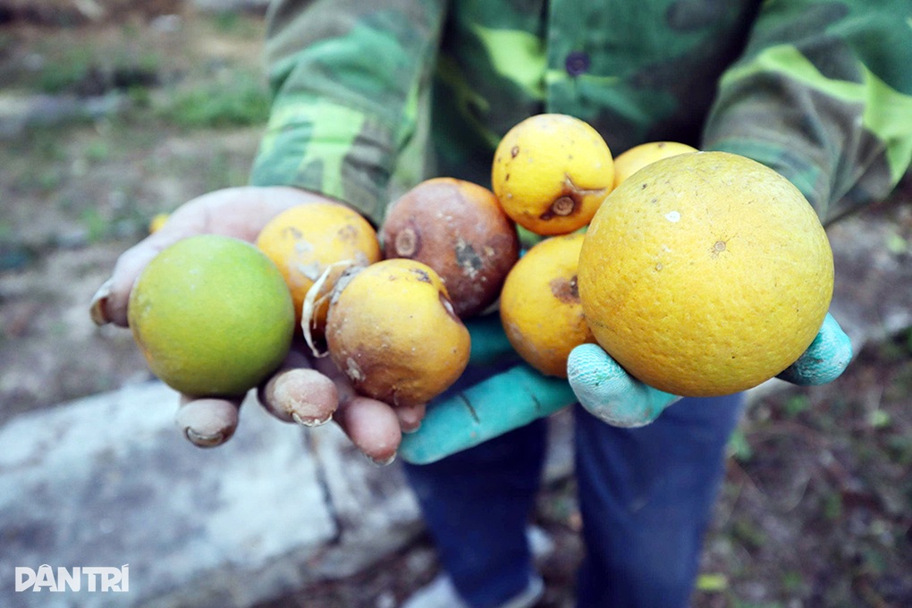 Bão nối bão, chủ vườn cam tiến vua tiền tỷ không dám nhận cọc của khách - 2