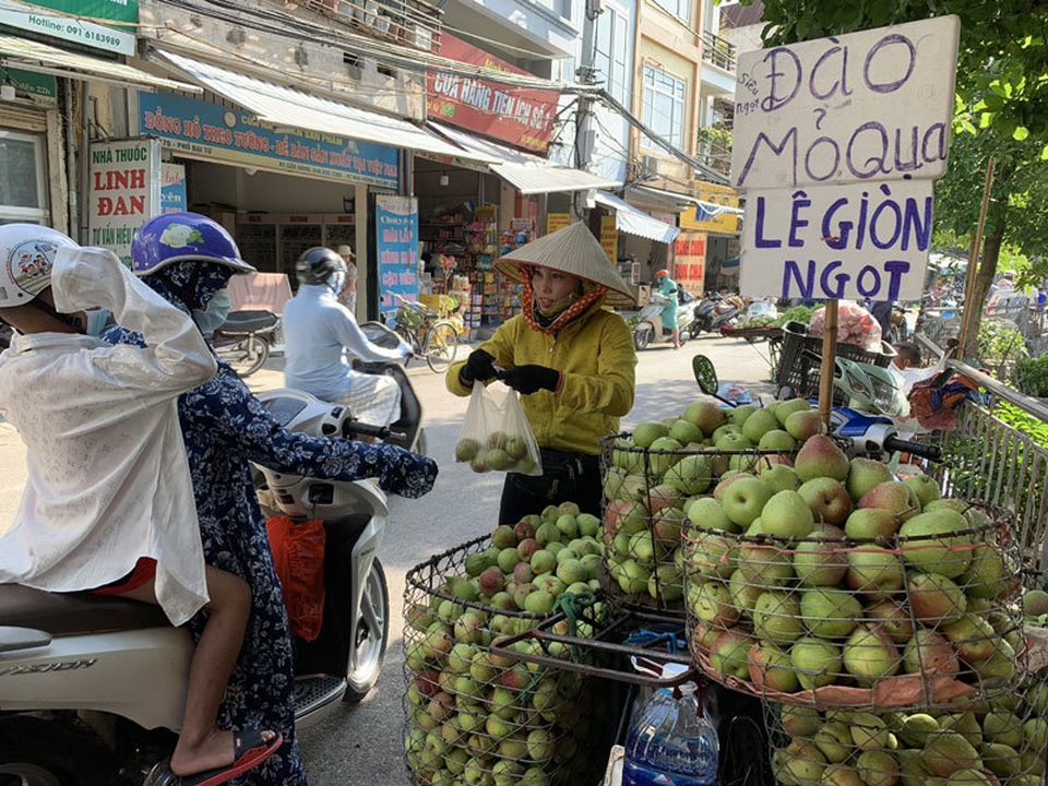 Dân buôn tiết lộ sự thật về đào mỏ quạ đang bán tràn chợ - 1 Dân buôn tiết lộ sự thật về đào mỏ quạ đang bán tràn chợ - 1
