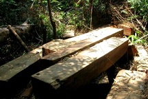 Phát hiện thêm hàng trăm phách gỗ vô chủ ở rừng đặc dụng