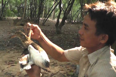 Lão nông hơn nửa thế kỷ canh giữ vườn cò xứ Nghệ