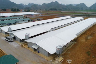 Doanh nghiệp ngoại tiếp sức ngành chăn nuôi Việt Nam vươn ra biển lớn