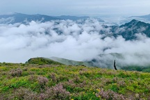Săn mây, ngắm hoa chi pâu nở tại “thiên đường nơi hạ giới” Tà Chì Nhù