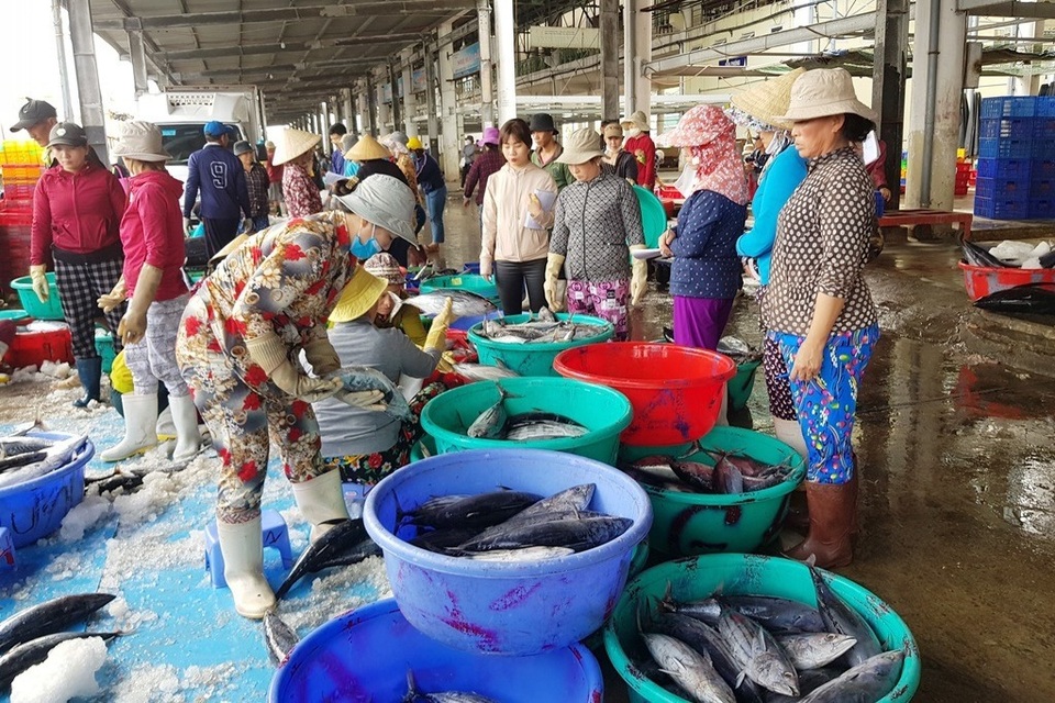 Trúng vụ cá, ngư dân có thêm nhu nhập đón Tết - 1 Trúng vụ cá, ngư dân có thêm nhu nhập đón Tết - 1