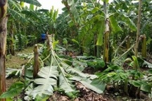 Anh tử vong, em phải ngồi tù vì mâu thuẫn nhổ 4 cây chuối