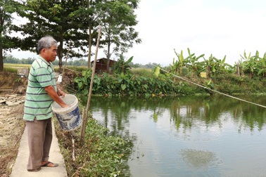 Cựu lính đặc công vươn lên làm giàu trên mảnh đất quê hương