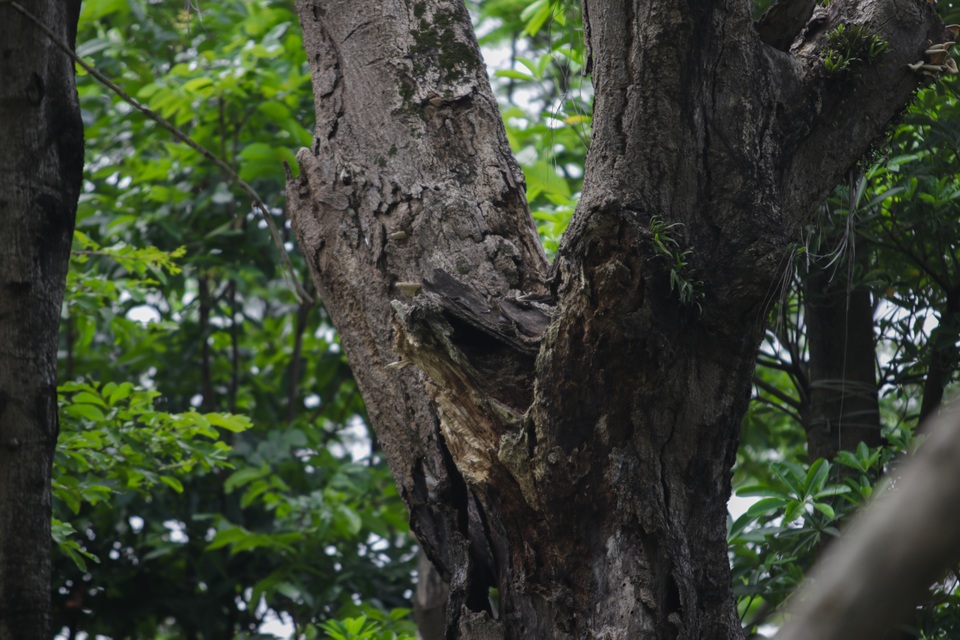 Cảnh chết mòn của hàng cây cổ thụ bị di dời để thi công metro Nhổn - Ga Hà - 8 Cảnh chết mòn của hàng cây cổ thụ bị di dời để thi công metro Nhổn - Ga Hà - 8