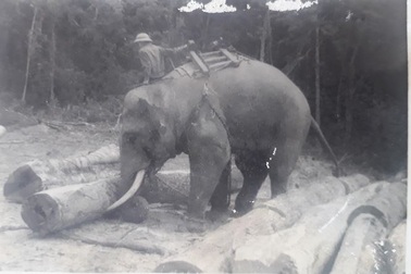 Ly kỳ chuyện tử hình voi “thiếu úy”