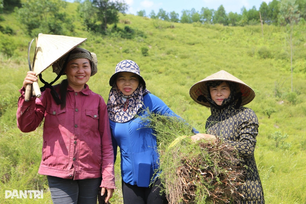 Cây mọc hoang trên đồi thành hàng hóa được giá, dân kiếm bộn tiền - 2 Cây mọc hoang trên đồi thành hàng hóa được giá, dân kiếm bộn tiền - 2