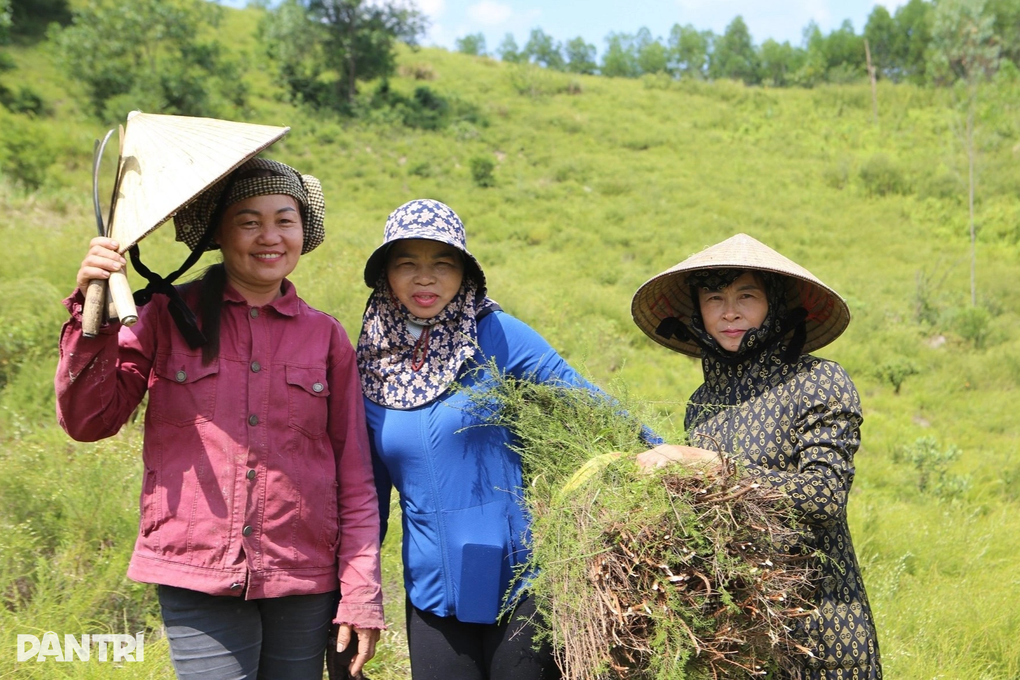 Cây mọc hoang trên đồi thành hàng hóa được giá, dân kiếm bộn tiền - 2