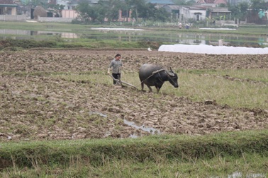 Ngày đầu năm, nông dân đội rét xuống đồng
