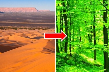 Điều gì sẽ xảy ra nếu chúng ta biến toàn bộ sa mạc Sahara thành rừng?
