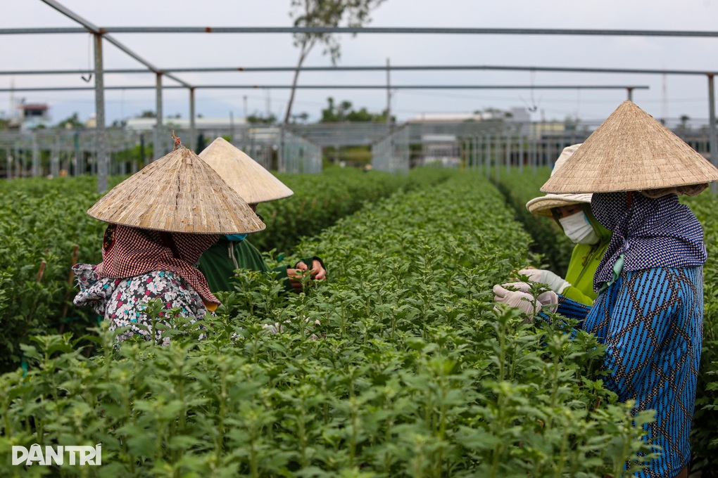 Làng hoa lớn nhất Đà Nẵng đỏ mắt tìm nhân công, dù trả lương cao - 10 Làng hoa lớn nhất Đà Nẵng đỏ mắt tìm nhân công, dù trả lương cao - 10