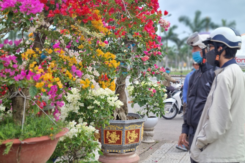 Hoa Tết ùn ùn xuống phố, còn ngóng người mua - 2 Hoa Tết ùn ùn xuống phố, còn ngóng người mua - 2