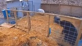 Gấu trèo vào chuồng lợn để kiếm ăn và cái kết