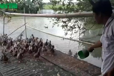 Thạc sĩ bỏ giảng đường về nuôi vịt, gà kiếm hàng trăm triệu mỗi năm