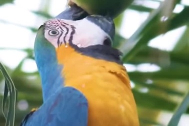 Vẹt dùng mỏ xé toạc vỏ dừa để thưởng thức nước uống