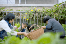 Giám đốc bỏ phố về làng, cải tạo nhà đổ nát để trồng rau, sống an yên