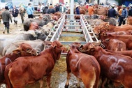 Độc đáo phiên chợ chọn con "đầu cơ nghiệp"