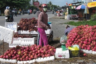 Xót lòng thanh long 3.000 đồng/kg đổ đống ngoài lề đường