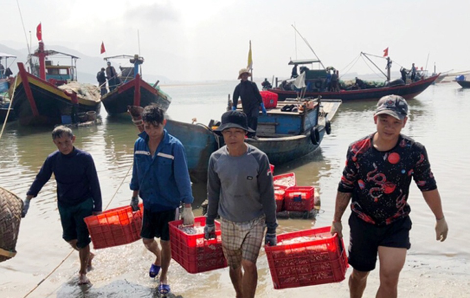 Trúng đậm cá cơm đầu xuân, ngư dân bỏ túi hàng chục tỷ đồng - 6 Trúng đậm cá cơm đầu xuân, ngư dân bỏ túi hàng chục tỷ đồng - 6
