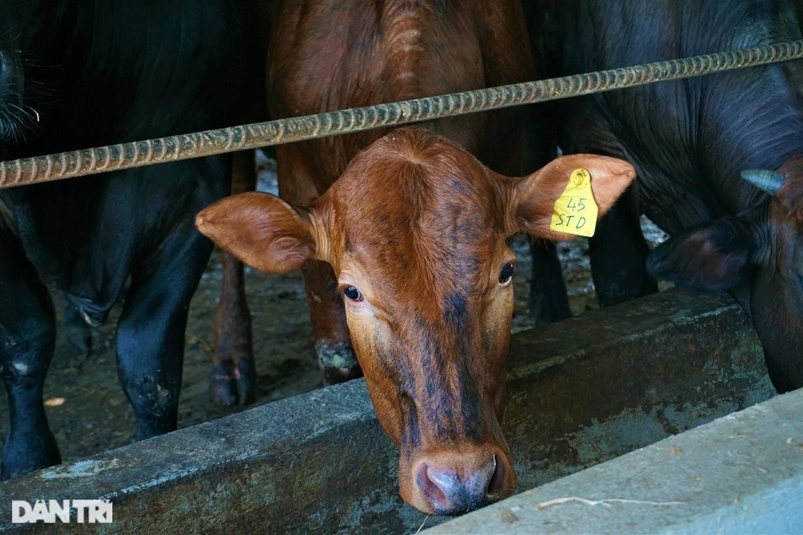 Người nông dân thu tiền tỷ mỗi năm nhờ nuôi giống bò siêu to - 6 Người nông dân thu tiền tỷ mỗi năm nhờ nuôi giống bò siêu to - 6