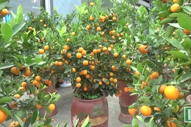 Thị trường hoa, cây cảnh Tết tại Nghệ An