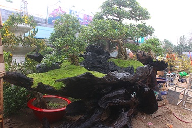 Độc đáo mai vàng khoe sắc trên thân cây chết giá gần tỷ đồng