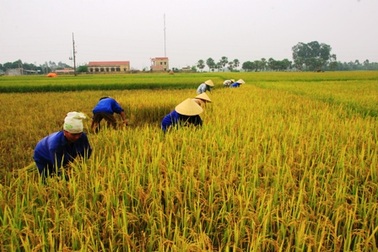 Cho học sinh nghỉ học giúp gia đình gặt lúa chạy bão   