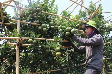 Thu tiền tỷ nhờ “ép” cam, quýt ra trái vụ