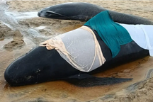 Điều gì phía sau cái chết của 55 con cá voi cùng một lúc?