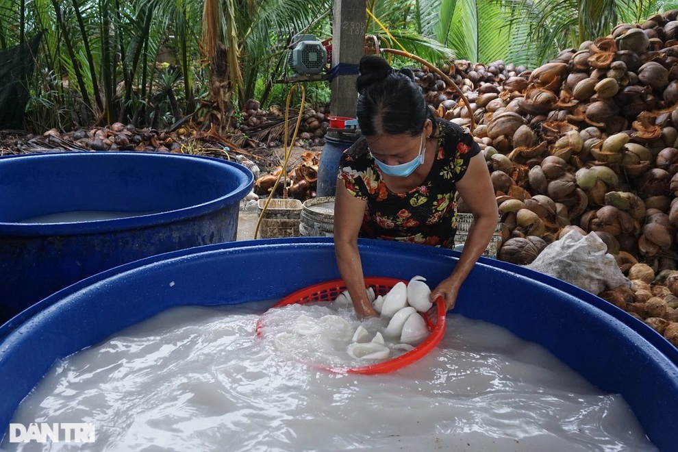 Cả chục công đoạn làm ra món cơm dừa trắng ngần ngọt lịm đặc sản Bến Tre - 4 Cả chục công đoạn làm ra món cơm dừa trắng ngần ngọt lịm đặc sản Bến Tre - 4