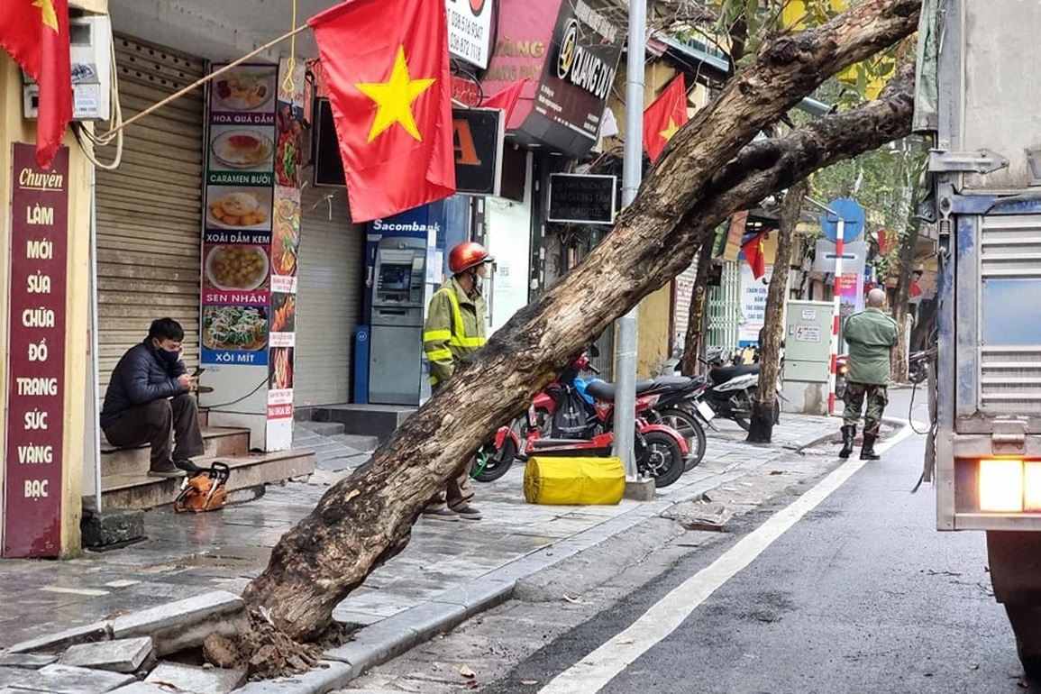 Cây trên phố cổ Hà Nội bật gốc đè trúng xe tải - 2 Cây trên phố cổ Hà Nội bật gốc đè trúng xe tải - 2