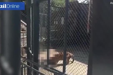 Nhân viên sở thú Trung Quốc bị hổ nuôi từ nhỏ vồ chết