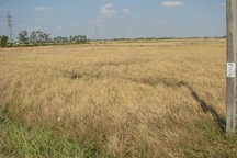 Giải pháp thủy lợi kết hợp nông nghiệp để ứng phó xâm nhập mặn