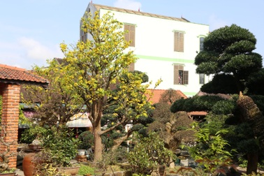 Những cây mai "khủng" giá gần tỷ đồng khoe sắc đón Xuân