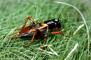 Liên kết với nông dân để nuôi dế, doanh nghiệp trẻ vươn tầm thế giới, bà con cải thiện thu nhập