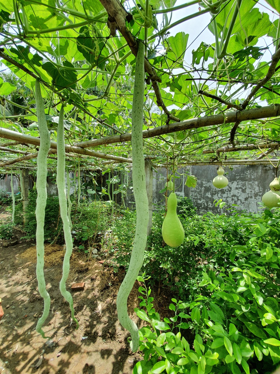 “Vua bầu khổng lồ” miền Tây sở hữu giàn mướp có trái dài đến 2m - 4 “Vua bầu khổng lồ” miền Tây sở hữu giàn mướp có trái dài đến 2m - 4