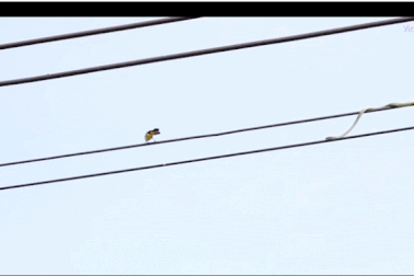 Rắn trườn như làm xiếc trên dây điện để săn chim