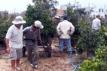 Giá mai Tết tăng cao, người trồng thu lãi lớn