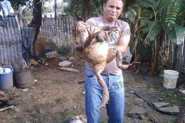 Hết hồn với loài ếch khổng lồ, to như đứa trẻ được giới nhà giàu yêu thích