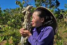 Vụ cà phê, sầu riêng và tiêu bị chặt phá: Nạn nhân từng viết tâm thư