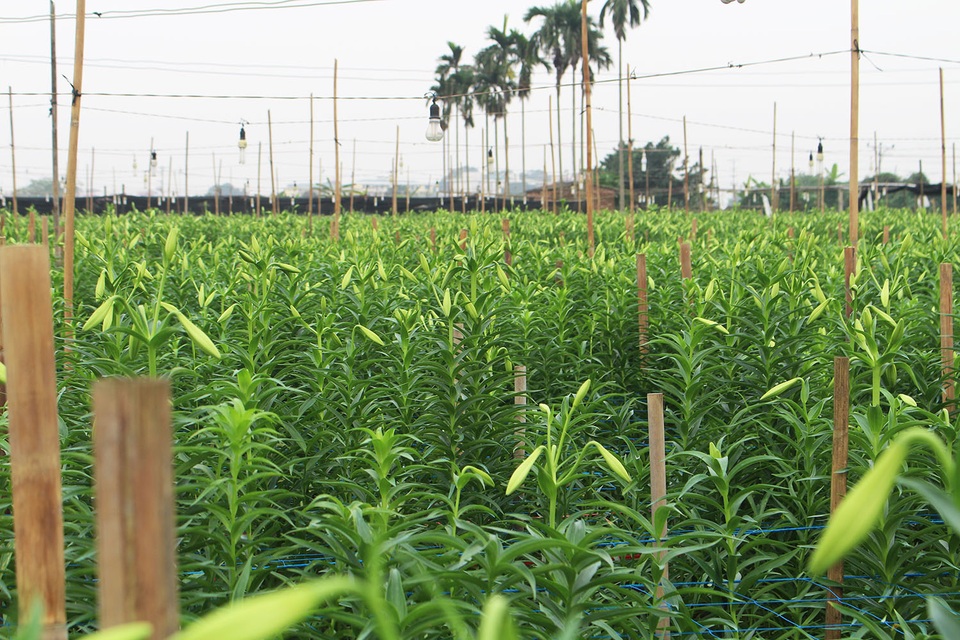 Hoa loa kèn trượt giá vì dịch Covid-19, dân Tây Tựu khóc ròng - 3 Hoa loa kèn trượt giá vì dịch Covid-19, dân Tây Tựu khóc ròng - 3