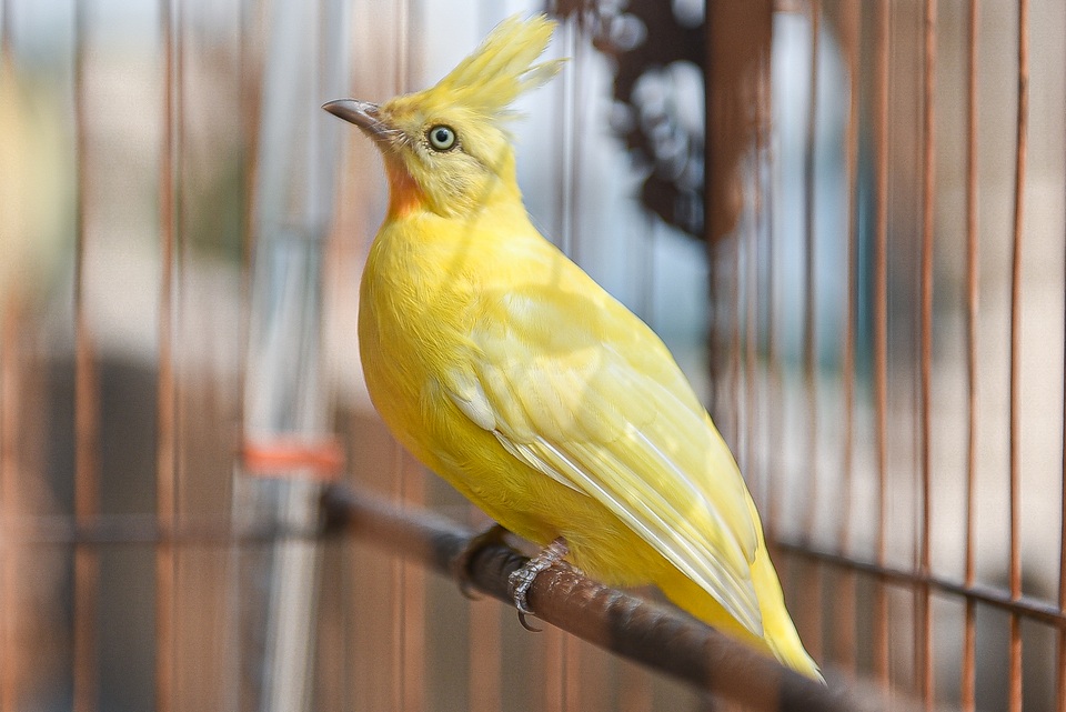 5 lần 7 lượt lên núi mua hoàng mào, đại gia từ chối bán dù được trả tiền tỷ - 7