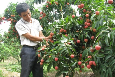 Vải thiều được giá vì... mất mùa