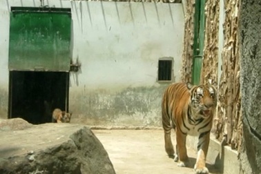 Hổ Đông Dương lại sinh 4 hổ con tại Thảo Cầm Viên