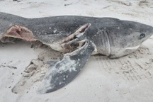 Cặp cá voi sát thủ giết hại 17 con cá mập chỉ trong một ngày