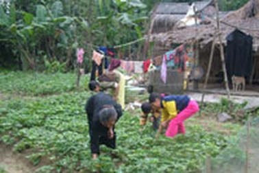 Bốn anh em mồ côi và giấc mơ tới trường