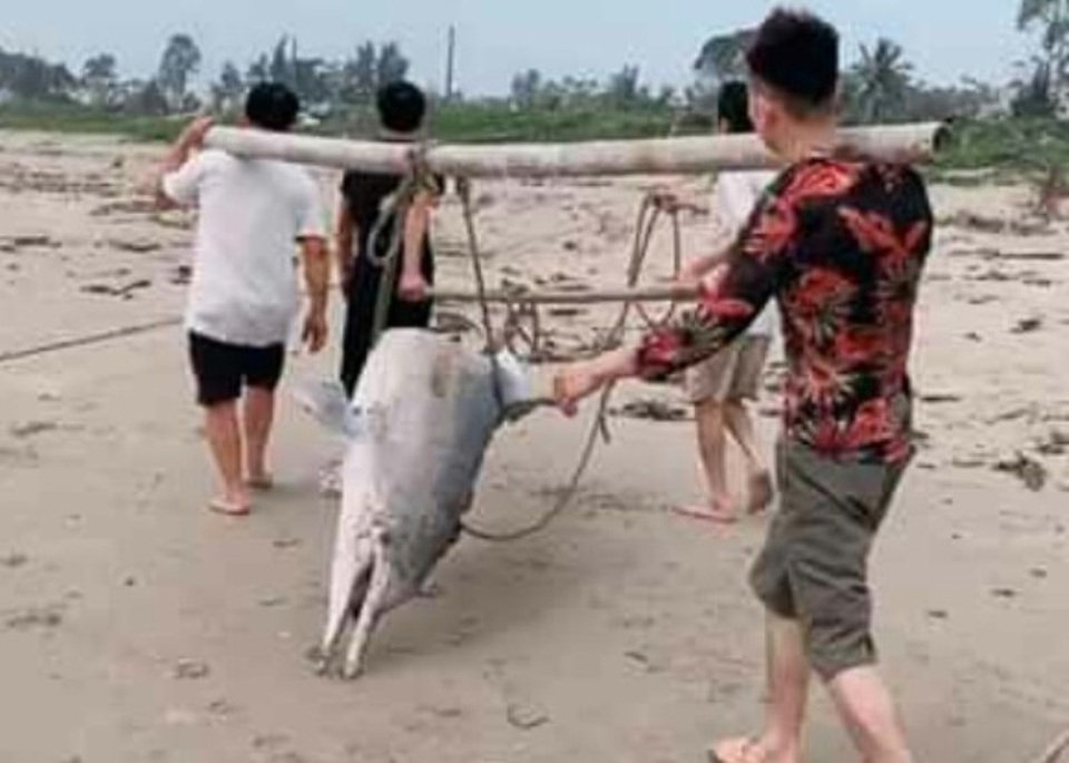 Xác cá heo dài 3m dạt vào bờ biển Thanh Hóa - 2 Xác cá heo dài 3m dạt vào bờ biển Thanh Hóa - 2